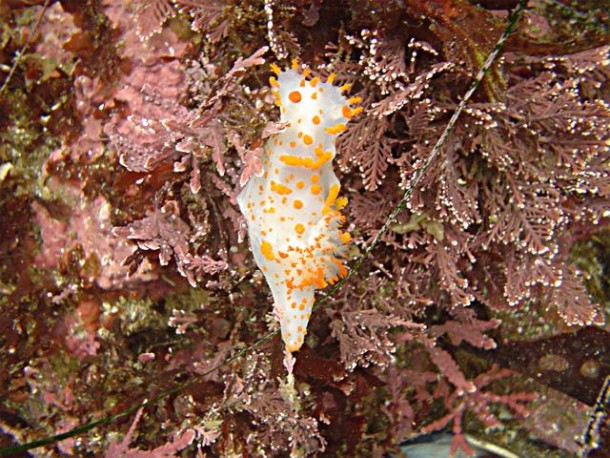 nudibranch sea slug