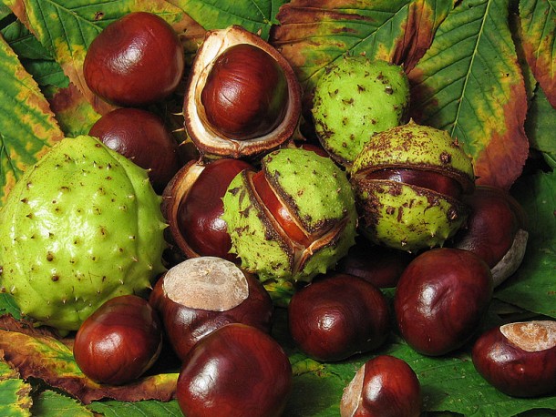 Conkers for all!