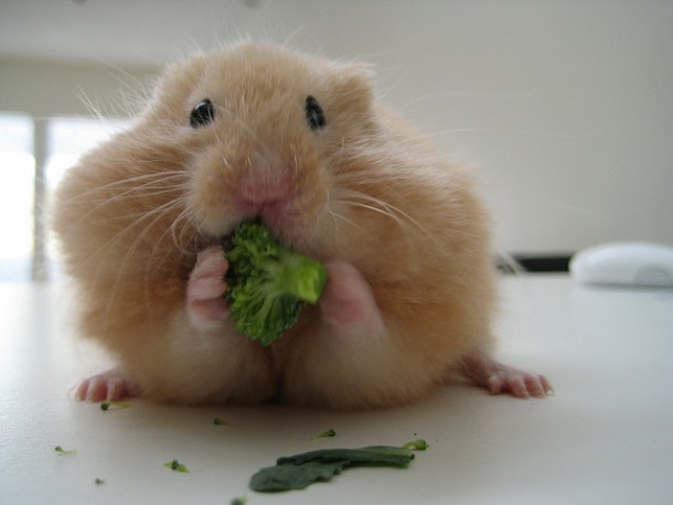 Chubby hamster become Internet star after its determined under-the-door escape