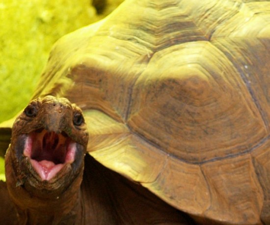 OMG TORTOISE.