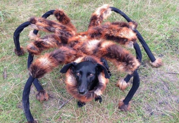 Watch out for... Spiderdog!