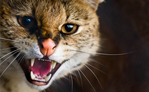 Angry_cat-wild_animal_desktop_wallpaper_medium