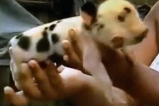 PAY-Two-headed-pig