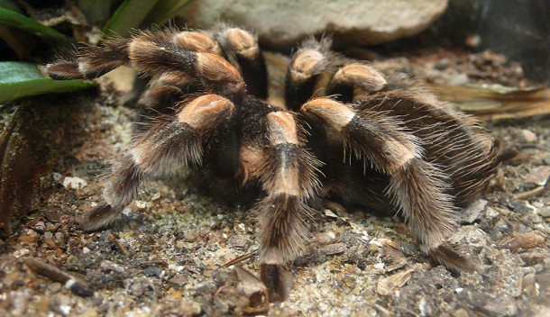 red_knee_tarantula3