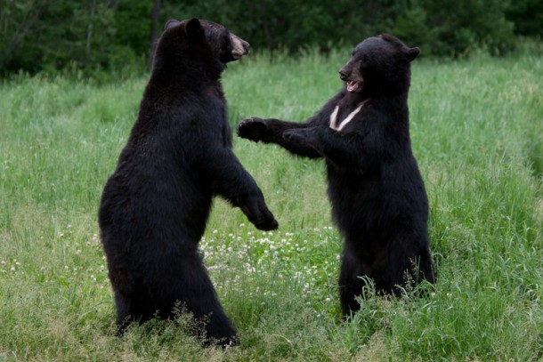 black_bears_fighting